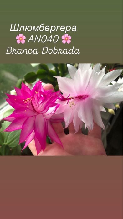 Шлюмбергера AN040