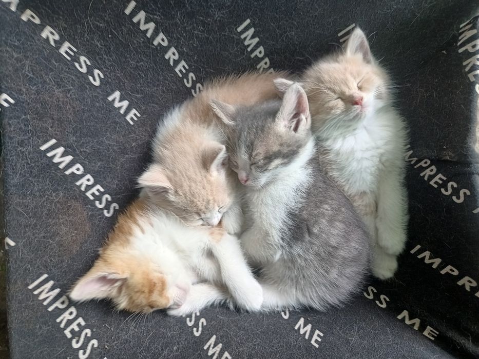 Кошенята віддам безкоштовно
