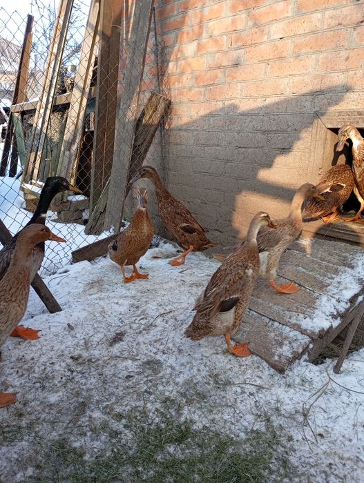 Індійський бігунок.450гр.