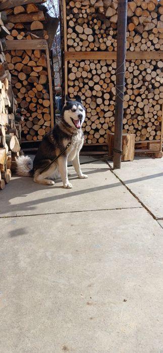 В'язка Сибірський Хаскі.