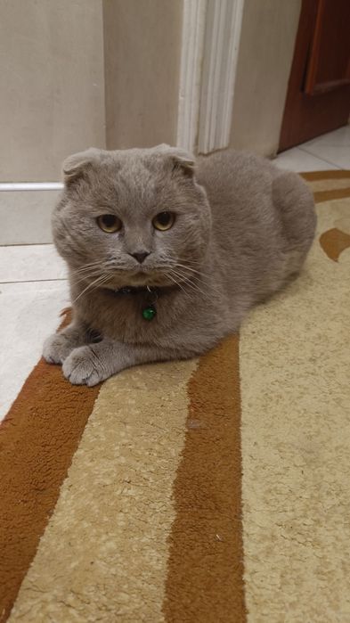 В'язка/ шотландський веслоухий котик