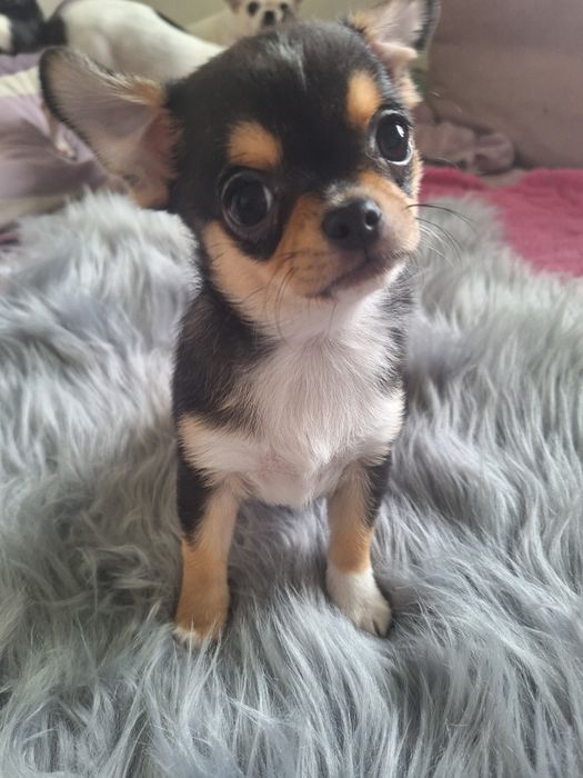 Chihuahua chłopiec