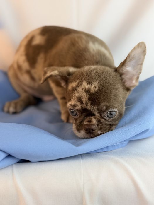 Chihuahua pelo curto macho