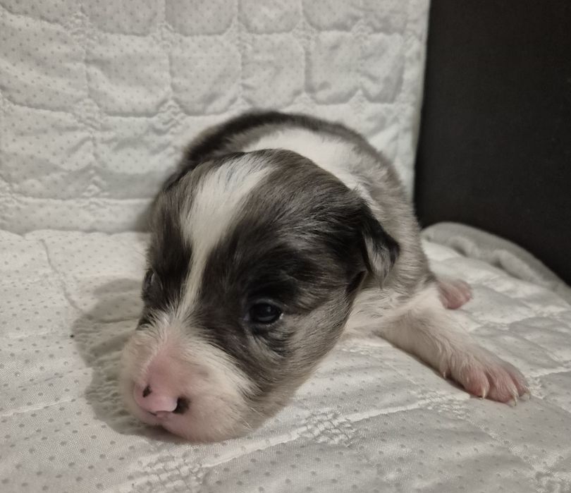 Border collie suczka blue merle