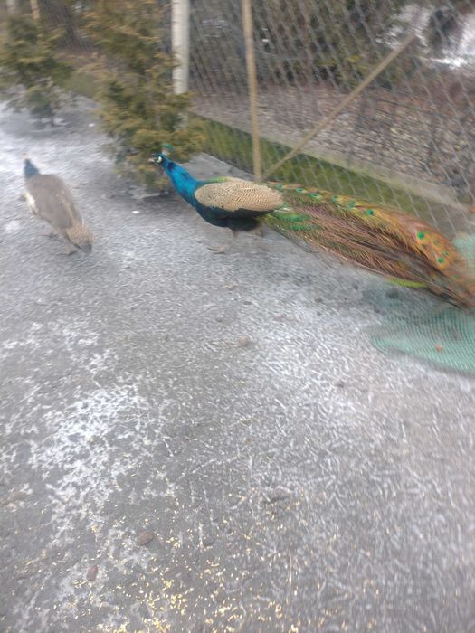 Do sprzedania pawie 4 letnie