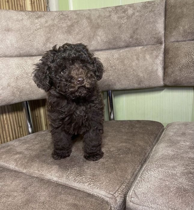 Красуня Той Пудель