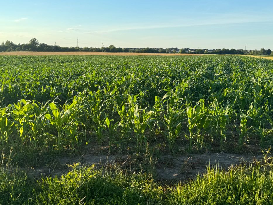 Продам пай Колоденка 2 гектари