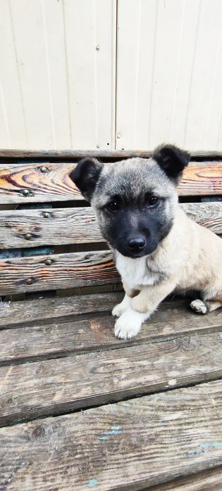 Віддам в добрі руки собачку-хлопчика