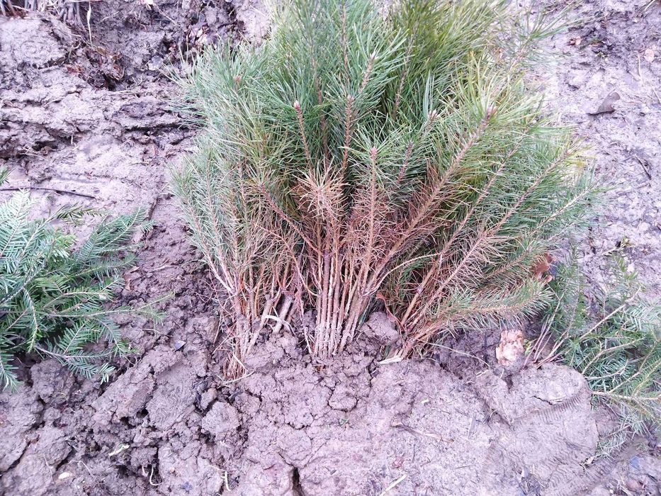 Sadzonki sosny. Sadzonki drzew leśnych. Tanio. Sosna pospolita.