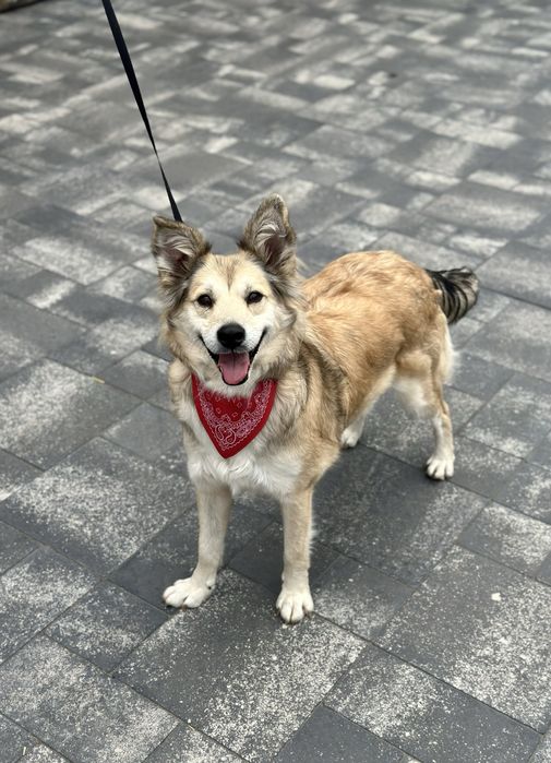 Собачка дівчинка шукає дім