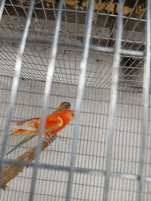 Periquitos Red Rumped