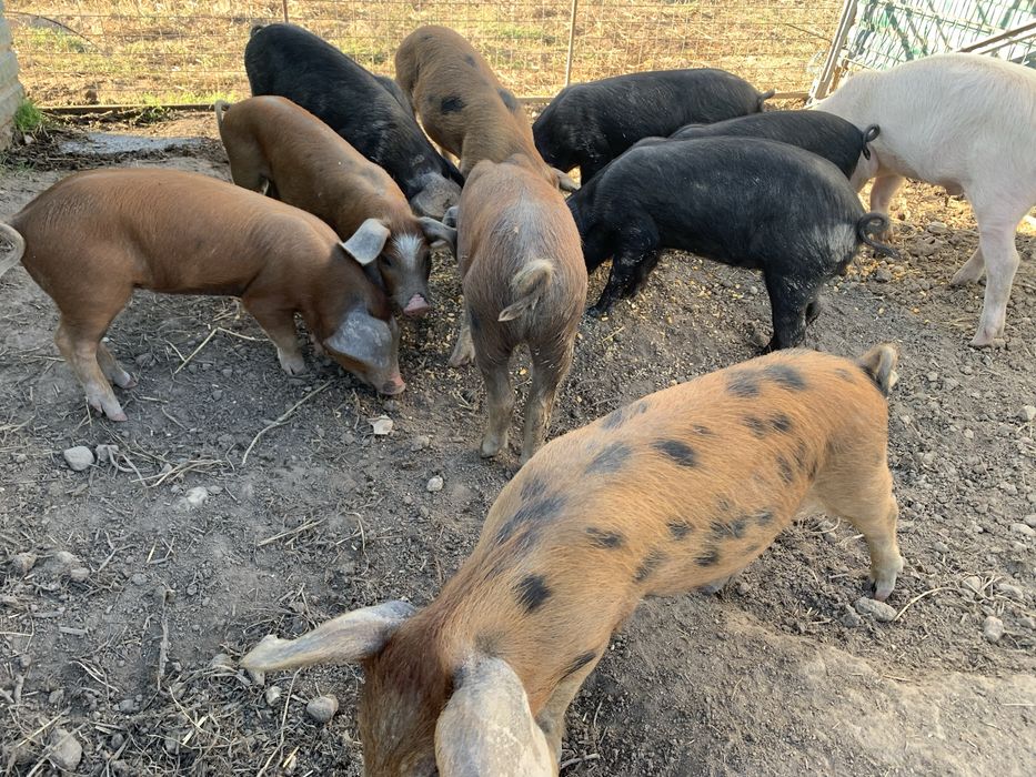 Leitões Bísaro x Duroc
