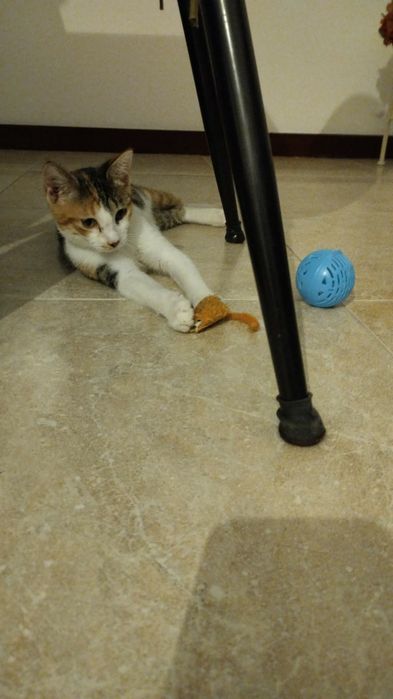 Gatinha 4 meses ADOÇÃO