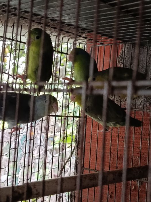 Um casal de Forpus, Bourkes, Kakarikis, Forpus