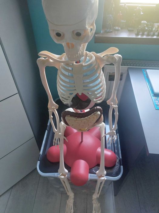 Szkielet plastikowy- model anatomiczny