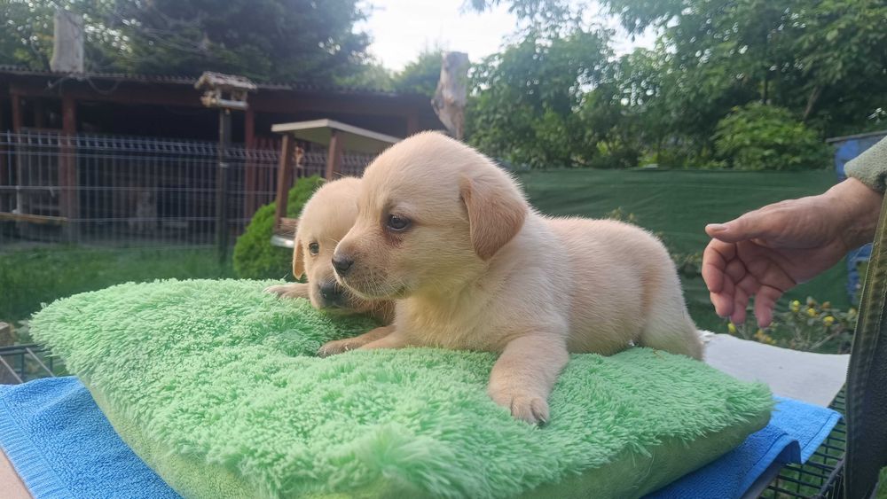 Labrador suczka [ szczeniak ]