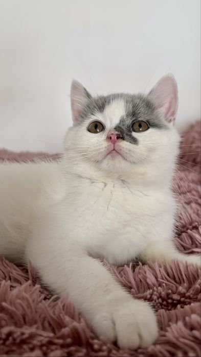 Koty Brytyjskie z rodowodem