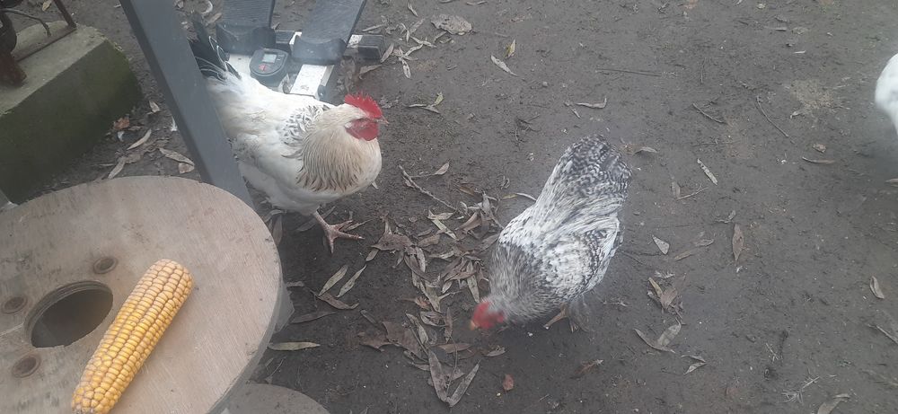 Jurne koguty tegoroczne