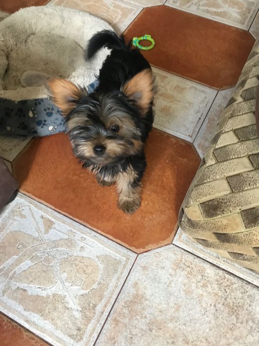 Маленькие Любимцы