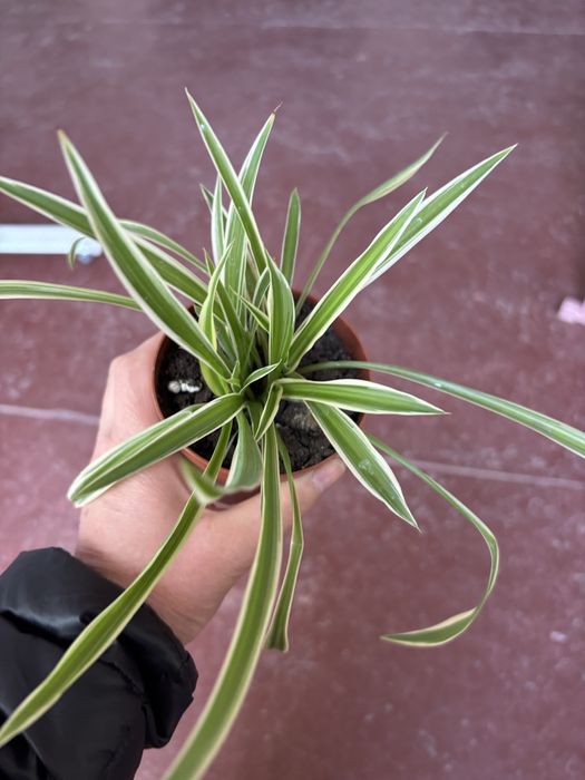 Хлорофітум  варєгатний кімнатна рослина