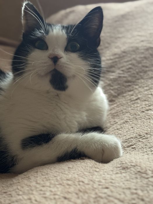 Стерилізована киця  НЕ КУПУЙТЕ !РЯТУЙТЕ ЖИТТЯ