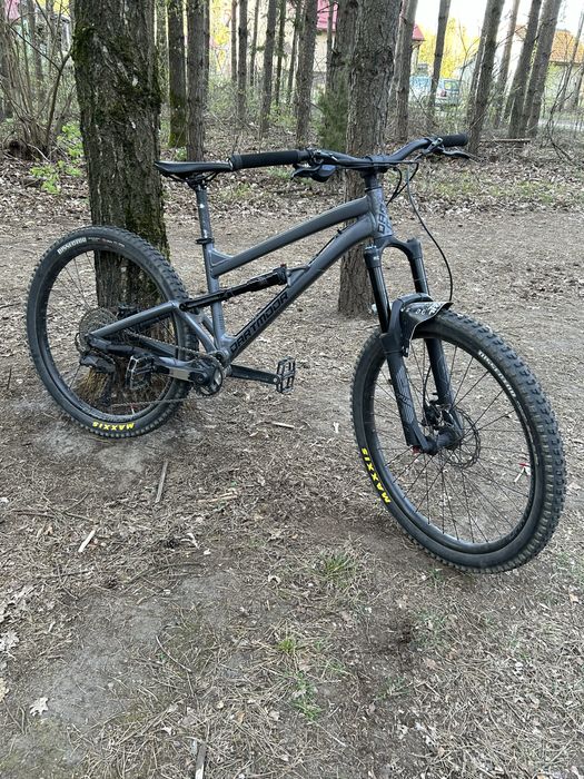 Dartmoor blackbird 2025