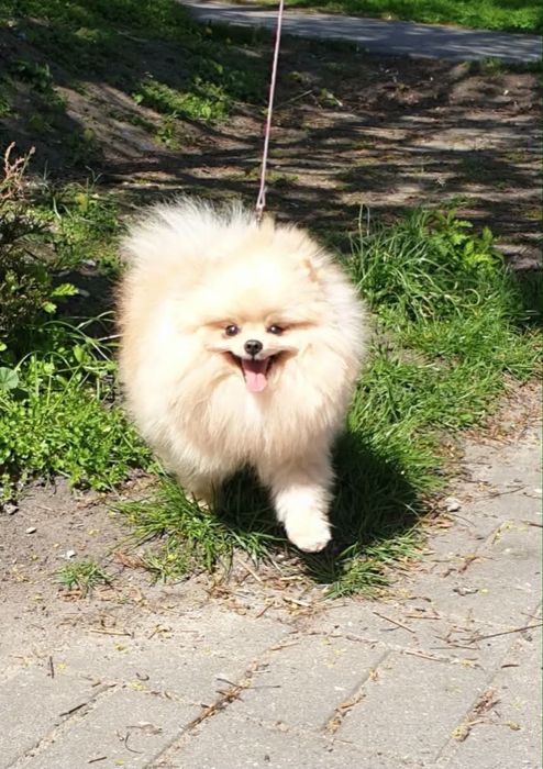 KOKOS szpic miniaturowy pomeranian samiec