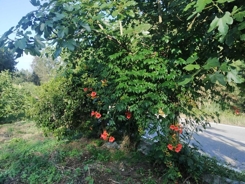 Terreno com 3700m2 na Rua do Marco, Feteira, Pombal