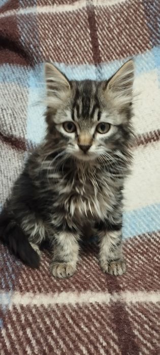 Кошечки Котики Комочки щастья