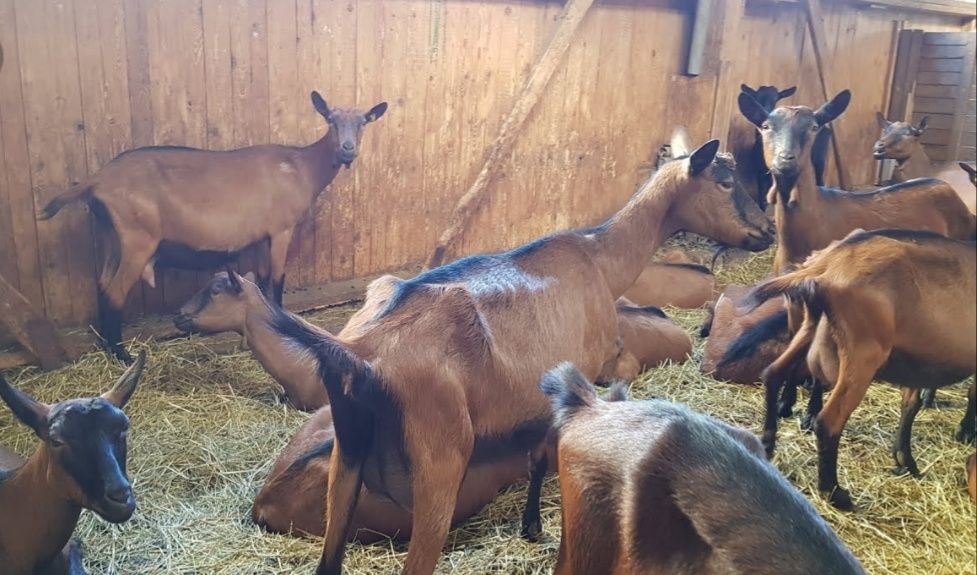 Сіно в тюках для корма, на подстилку, для мульчи, сено суданки.