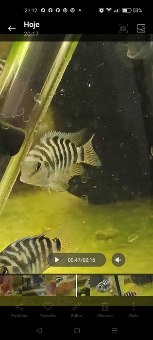 PROMOÇÃO nigrofaciatos (Acará do Congo)