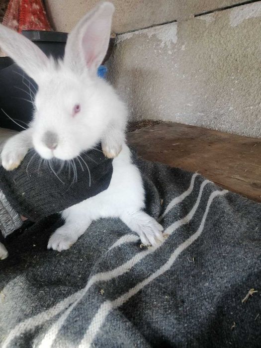 Продам кроликів. (кроликов).