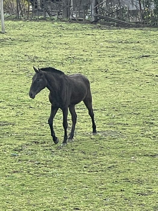 Poldro cruzado lusitano