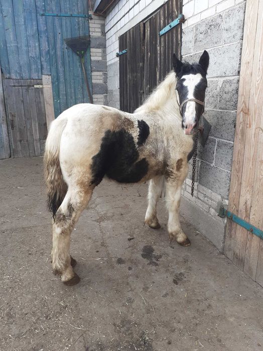 Sprzedam ogierka laciatego