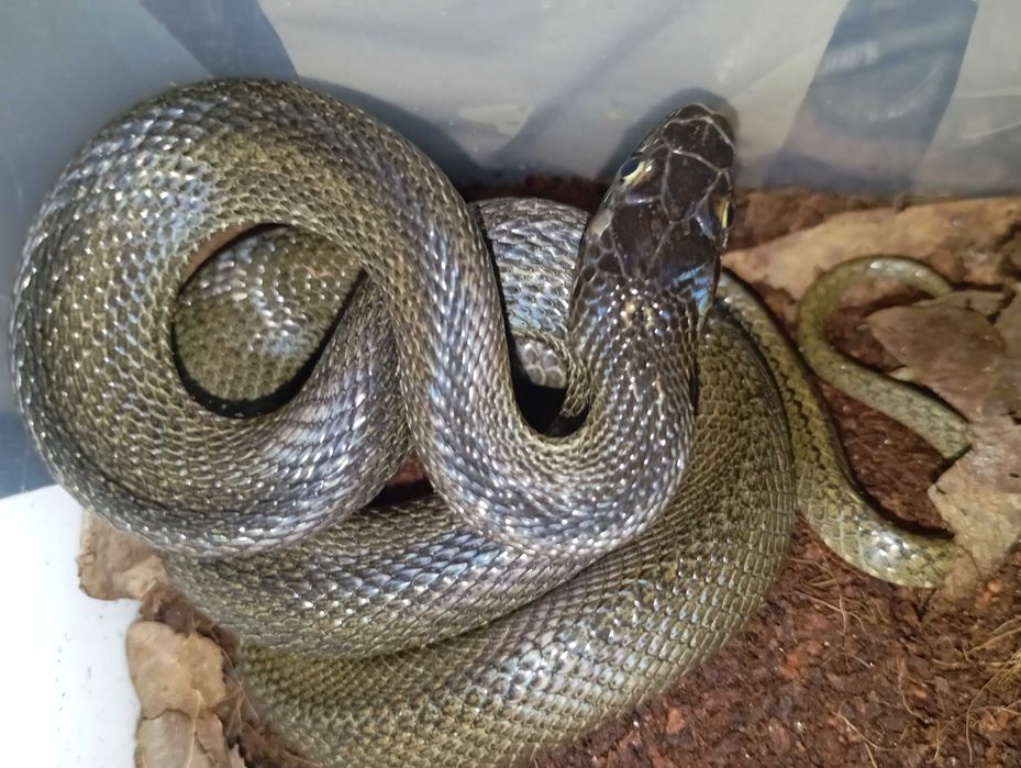 Elaphe dione Wąż diony