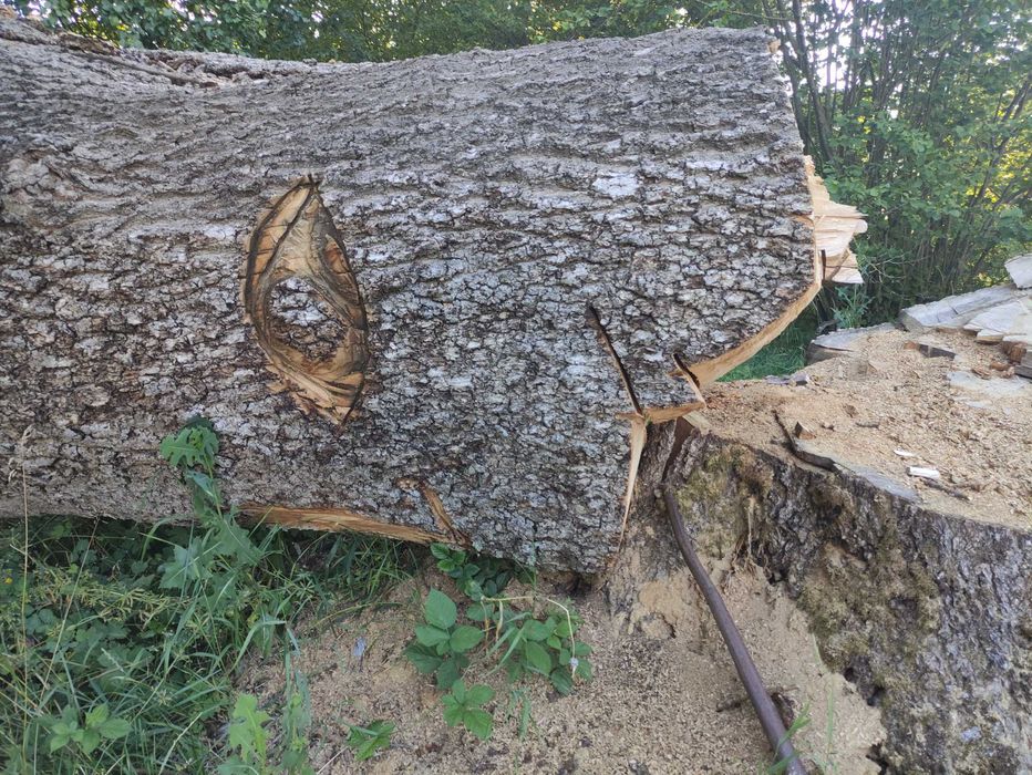 Drzewo jesion materiałowy