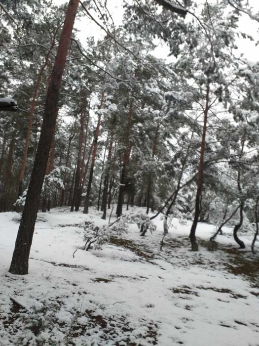 Sosnowe domki do wynajęcia  Kobyla Góra
