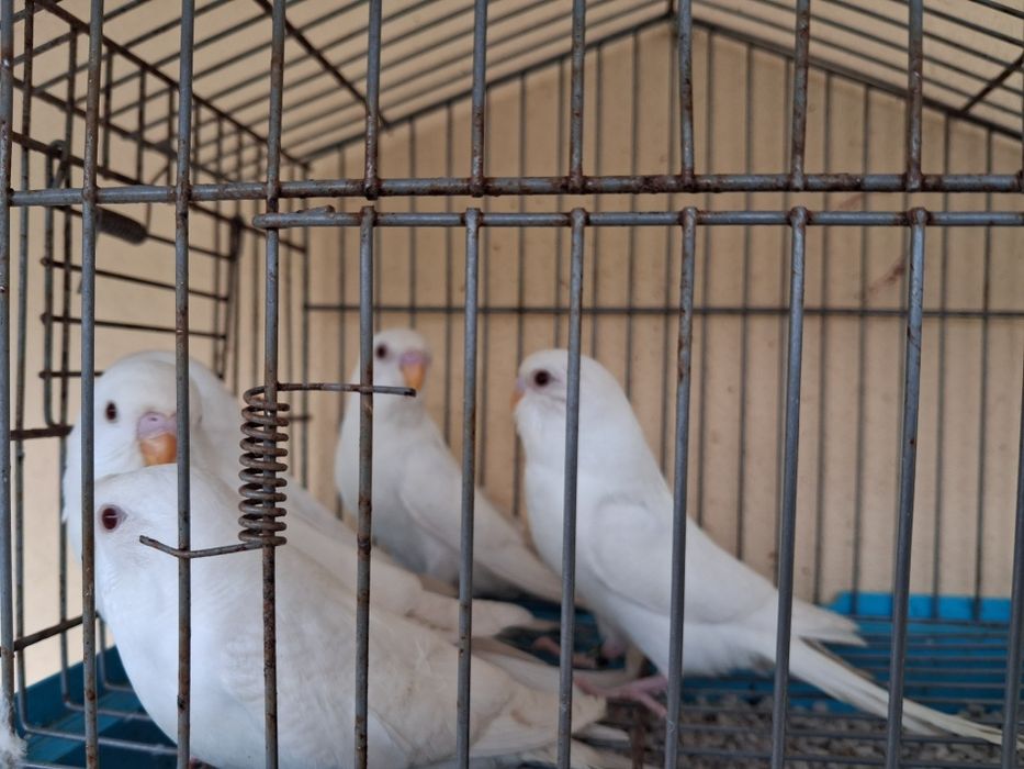 Periquitos Albinos