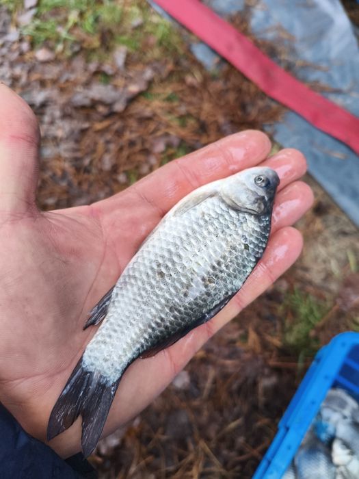 Karaś srebrzysty 15 cm na żywca - żywiec na szczupaka, suma