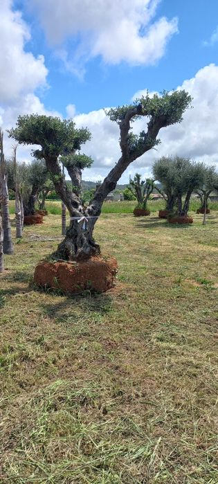 Oliveiras Ornamentais