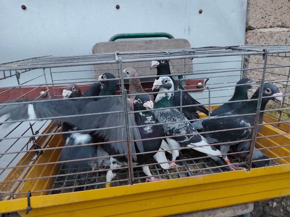 Gołębie pocztowe staropolskie