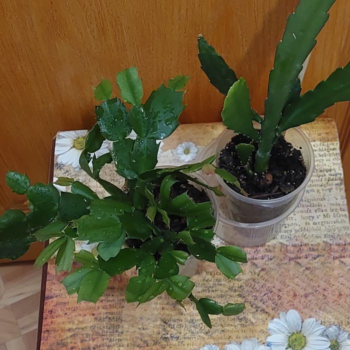 Пропоную до продажу кімнатні квіти вирощені в домашніх умовах