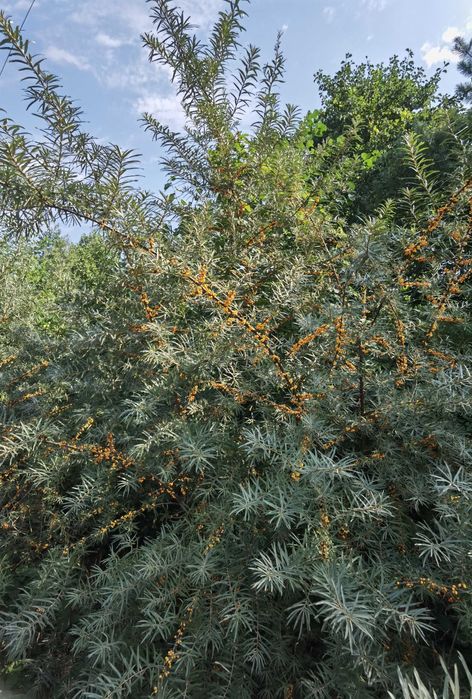 Земля під будівництво