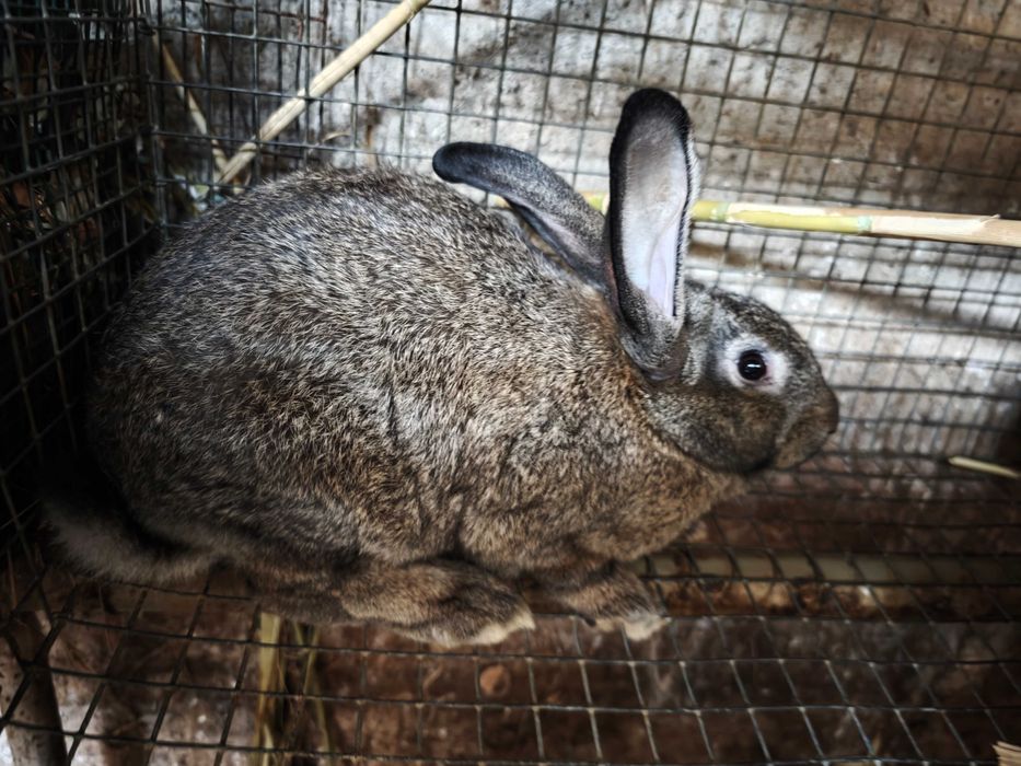 Coelhos novos e adultos