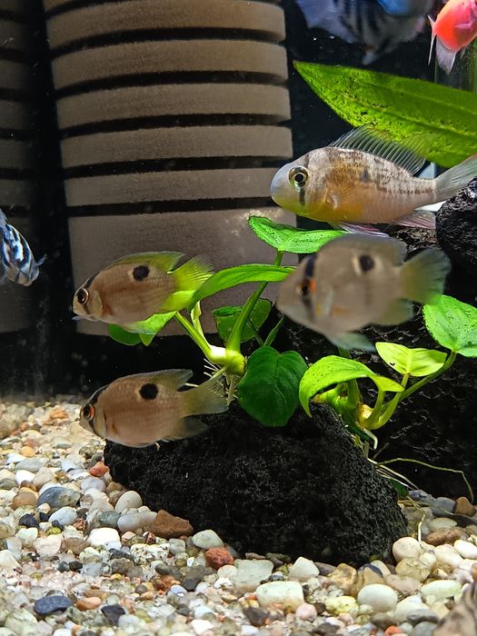 Sprzedam lub zamienię młode pielegnice zebry marble