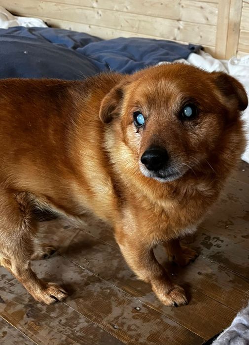 Niewidomy Zenuś szuka domku