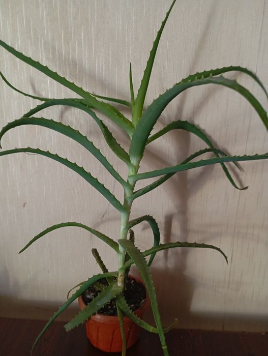 Продам алое в вазоні