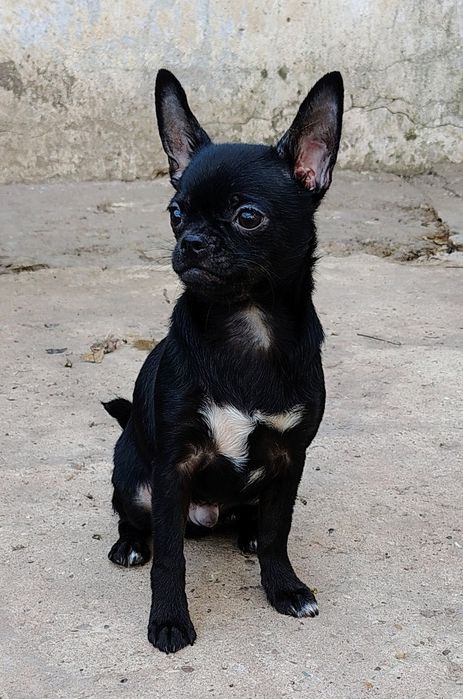 Мальчик чихуахуа 5мес