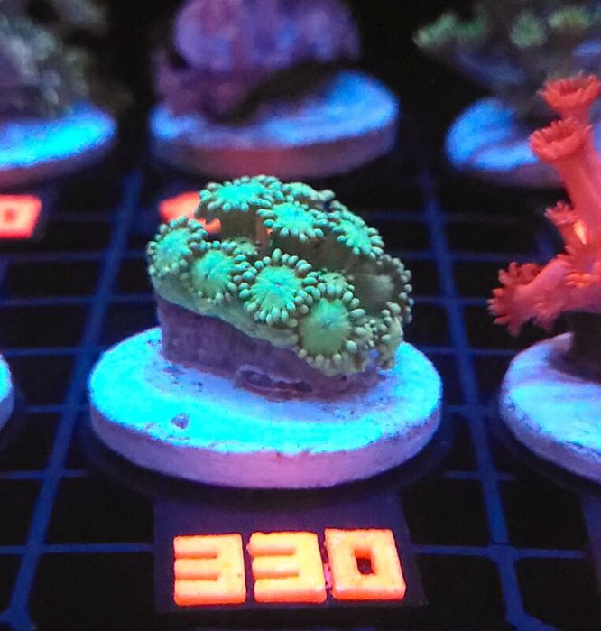 Alveopora Green (330) [Koralowce LPS]