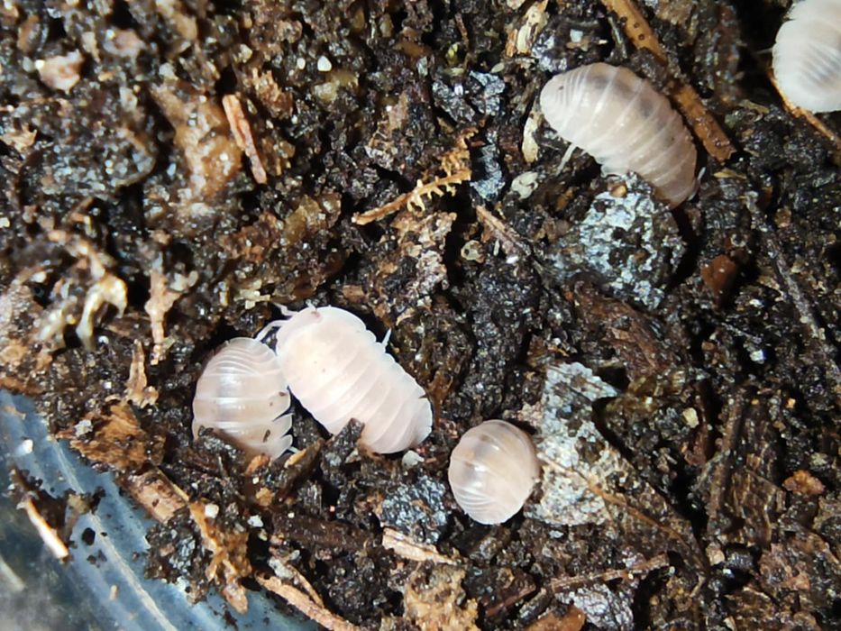 Cubaris murina papaya x10